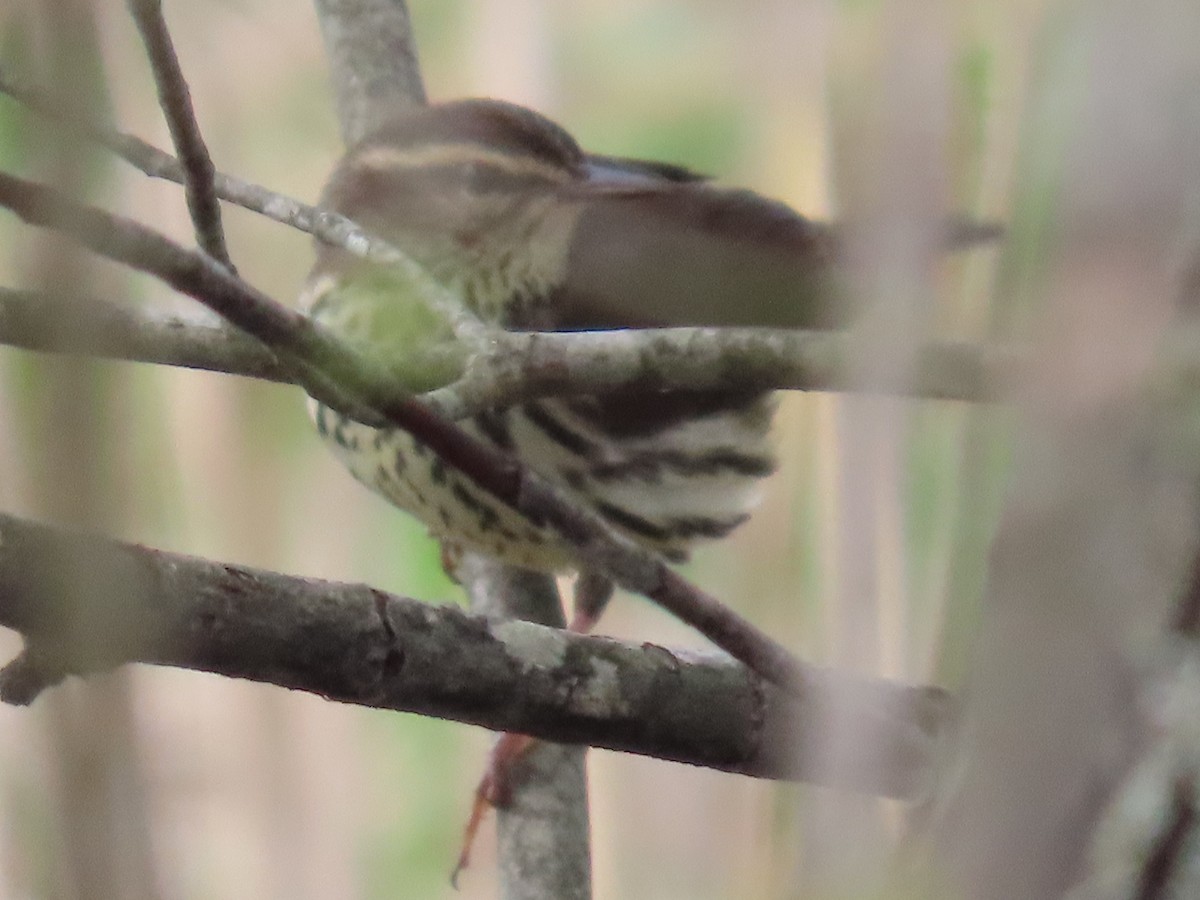 Northern Waterthrush - ML563242791