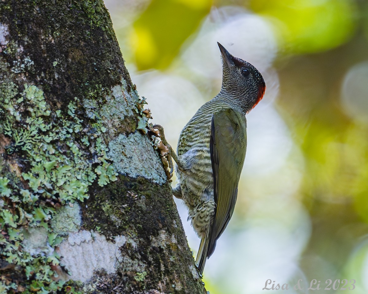 Fine-banded Woodpecker - Lisa & Li Li