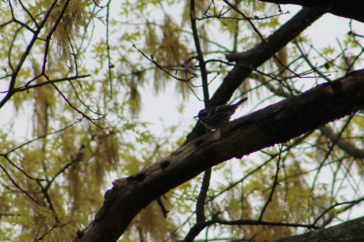Black-and-white Warbler - ML563246791