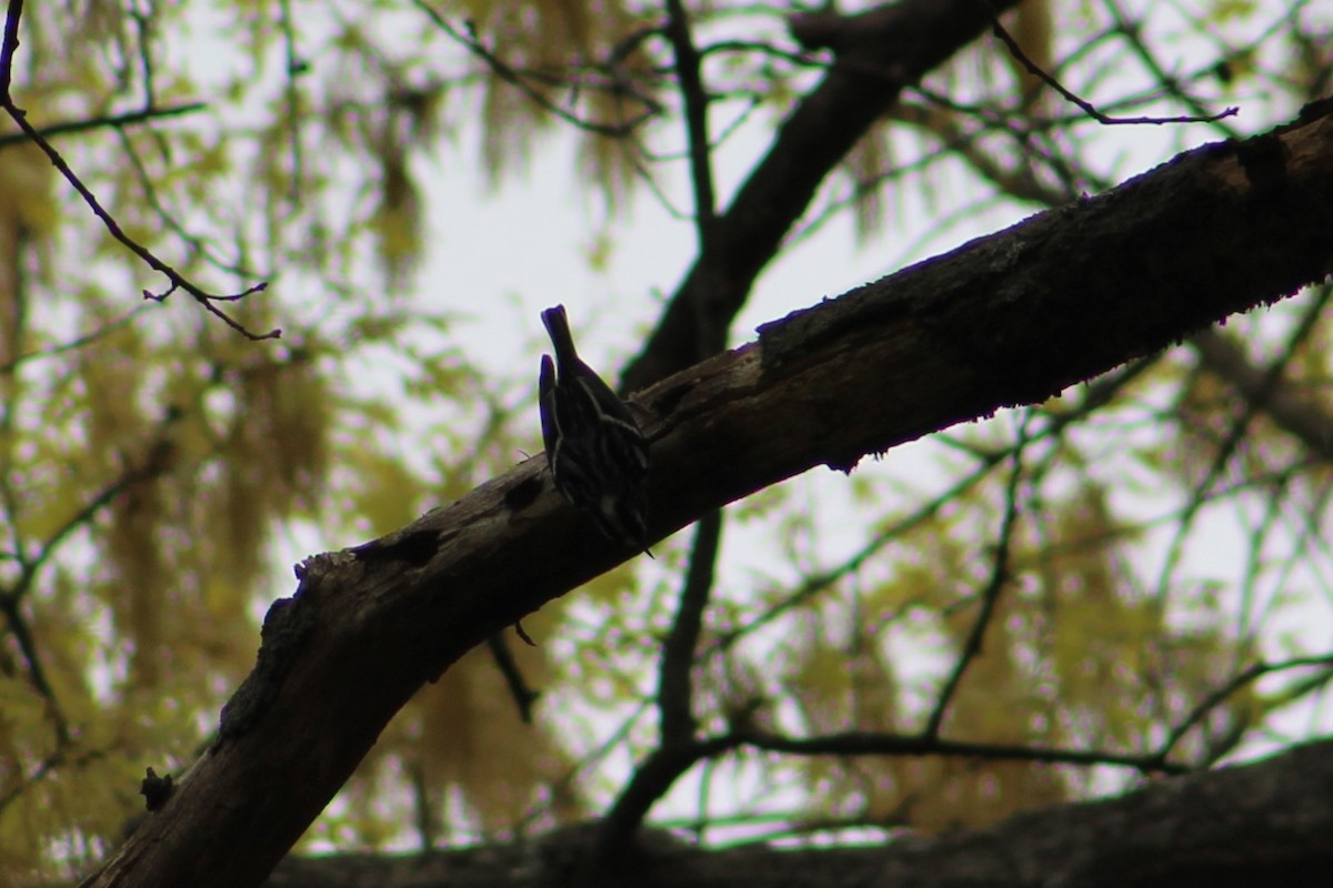 Black-and-white Warbler - ML563246801