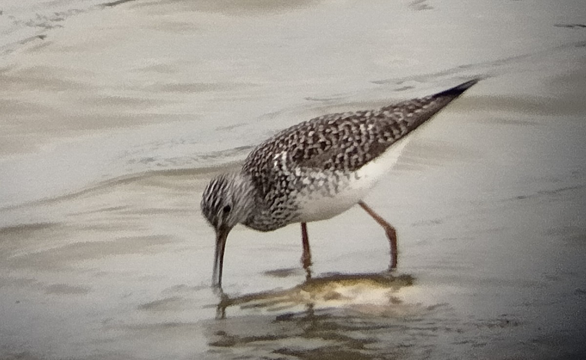 Lesser Yellowlegs - ML563247281