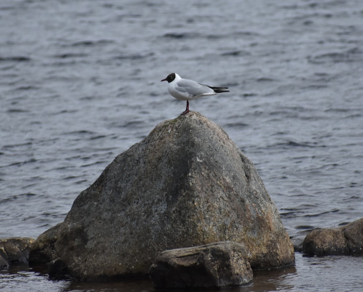 Black-headed Gull - ML563247681