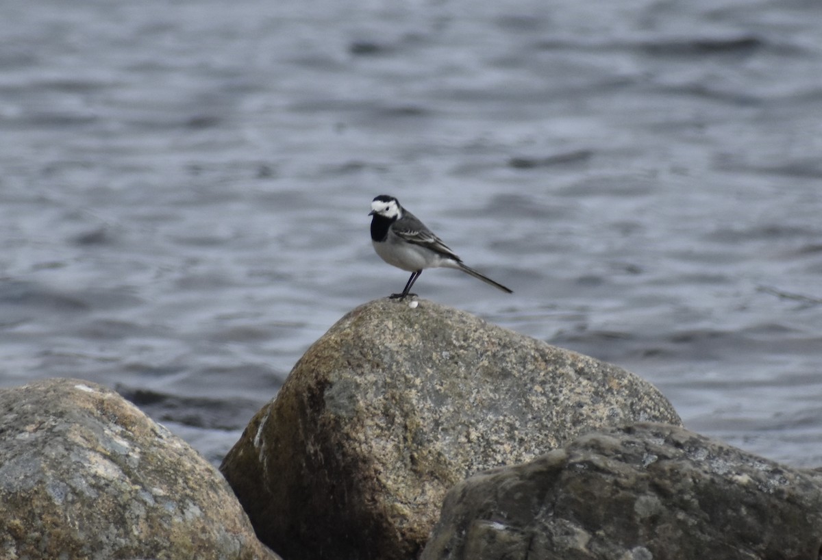 White Wagtail - ML563247721