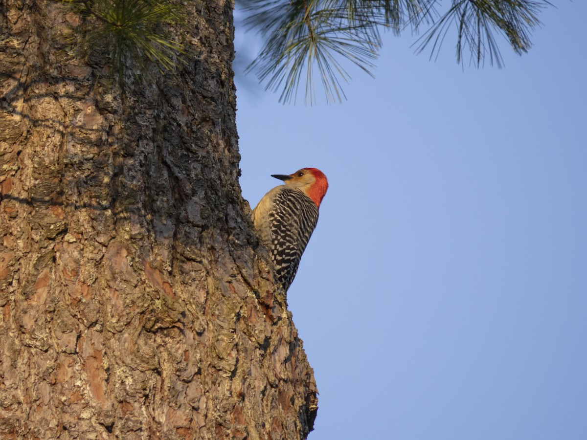 Red-bellied Woodpecker - ML563247921