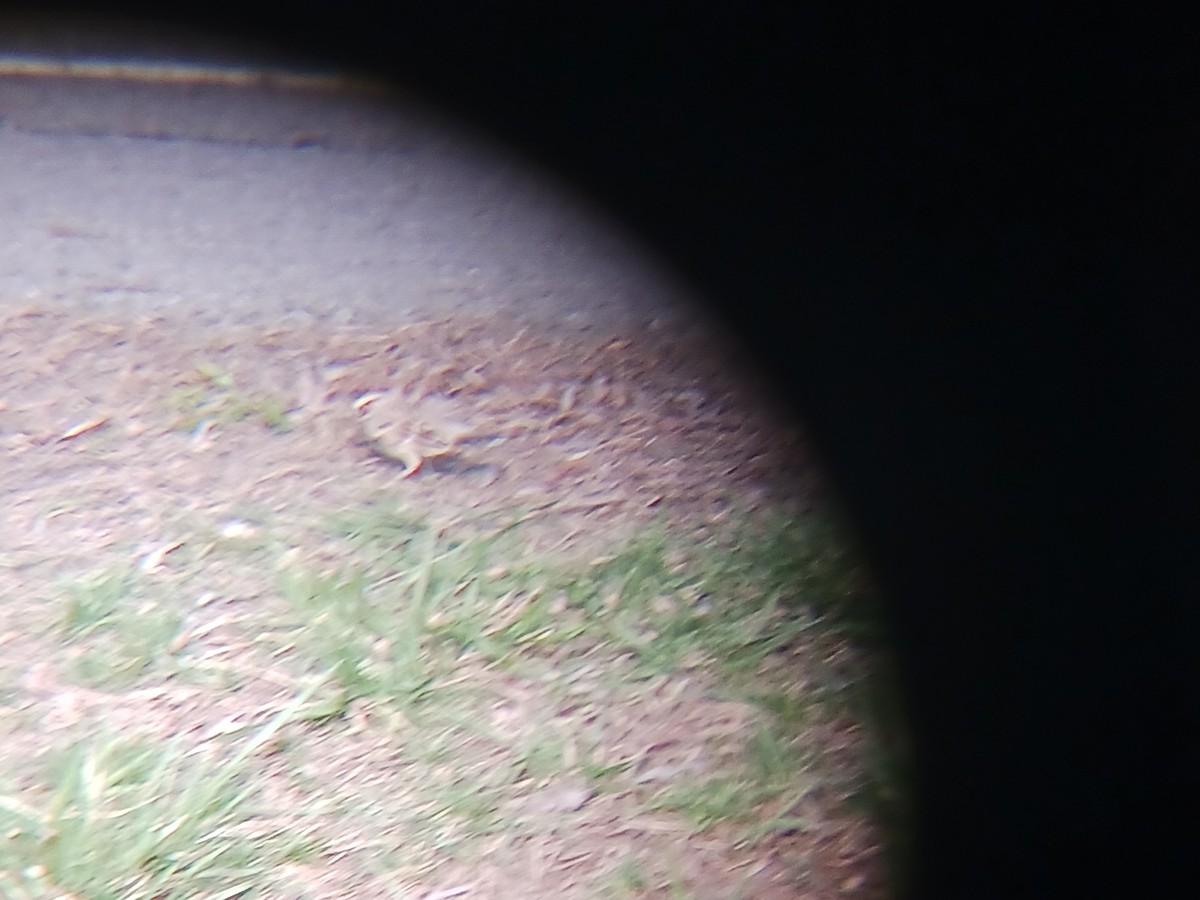 Lark Sparrow - ML563248291