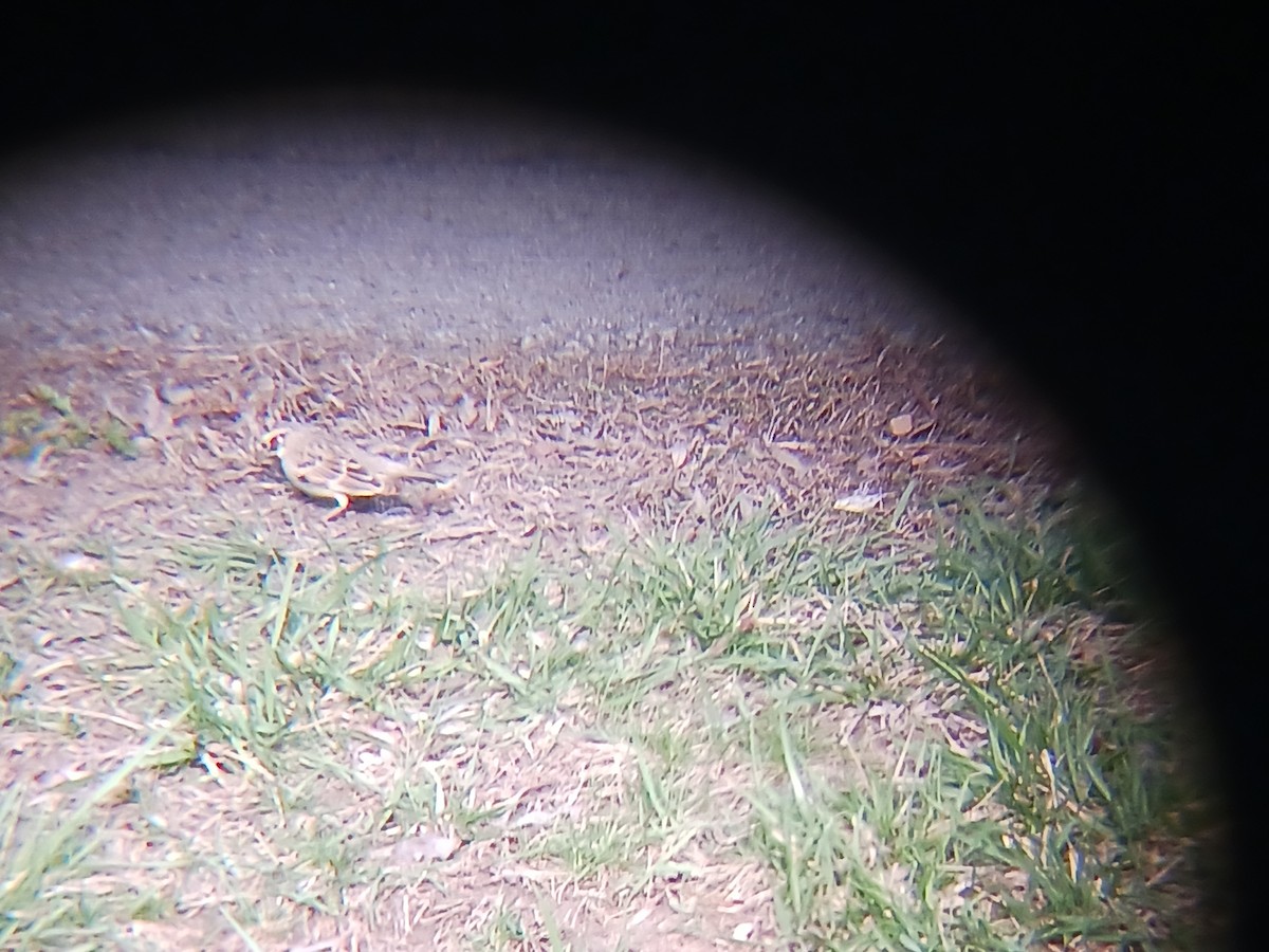 Lark Sparrow - ML563248321