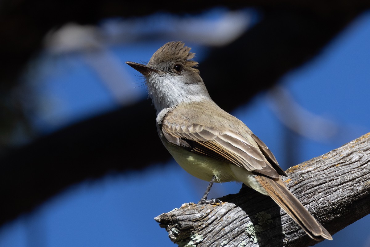 Dusky-capped Flycatcher - Rob  Sielaff