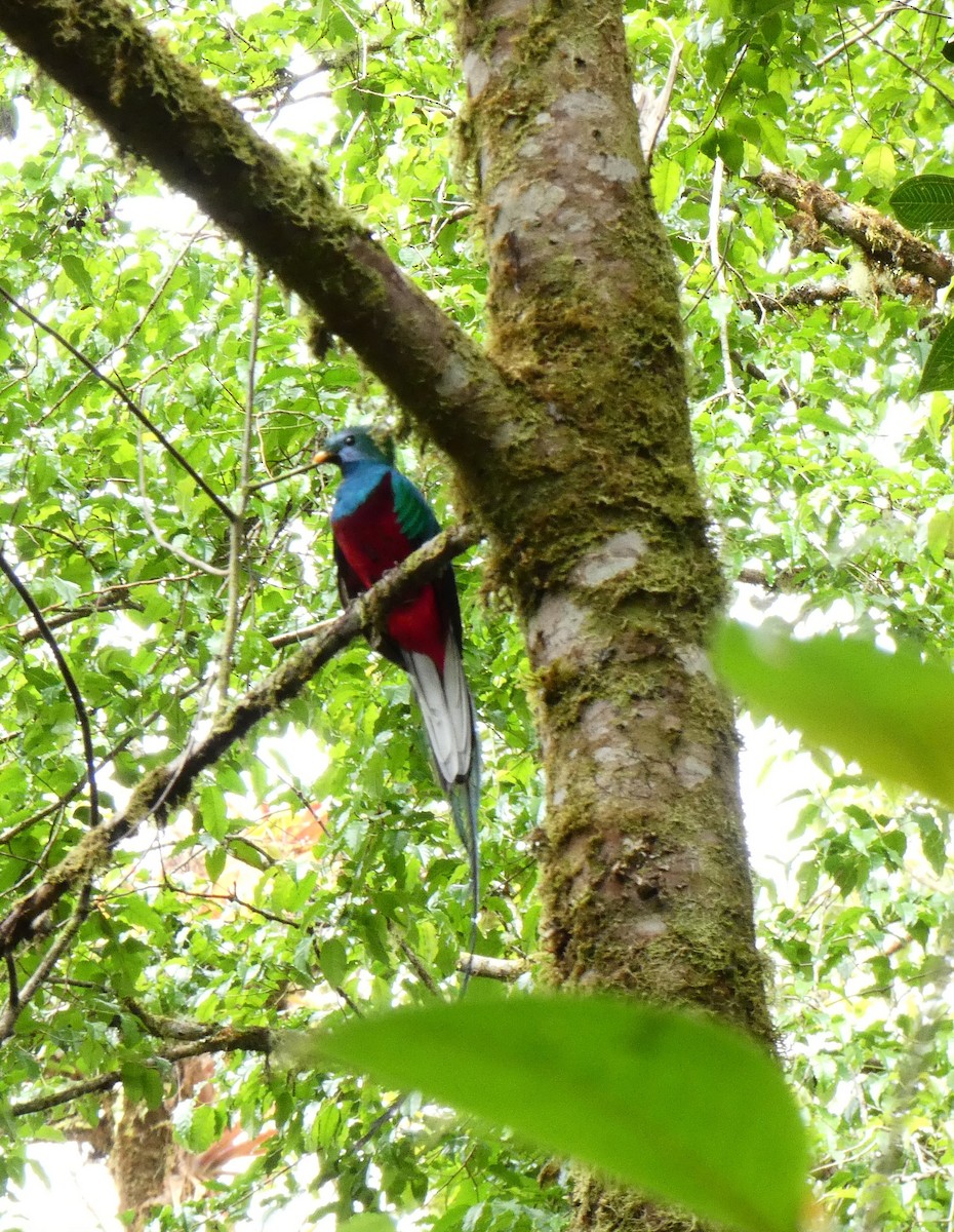 Resplendent Quetzal - Caroline Wolfe-Merritt