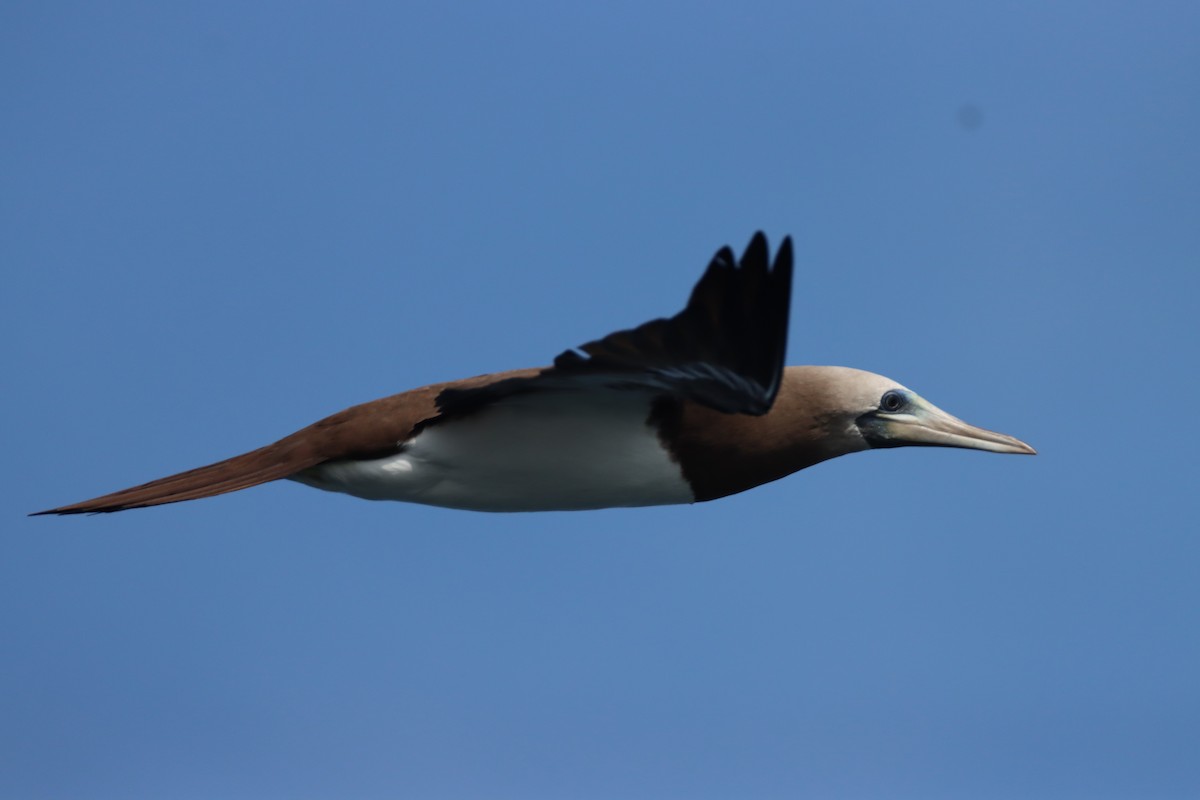 Brown Booby (Colombian) - Liam Norton