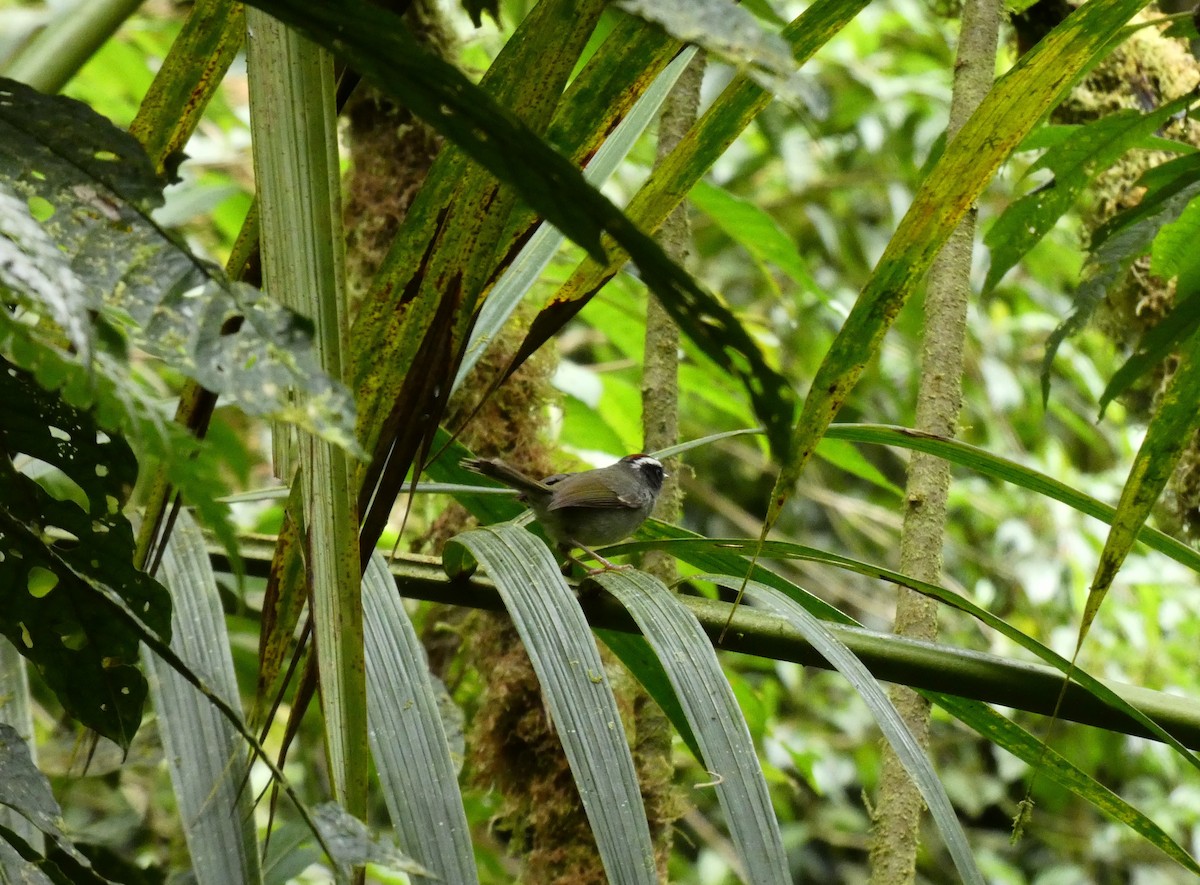 Black-cheeked Warbler - ML563251481