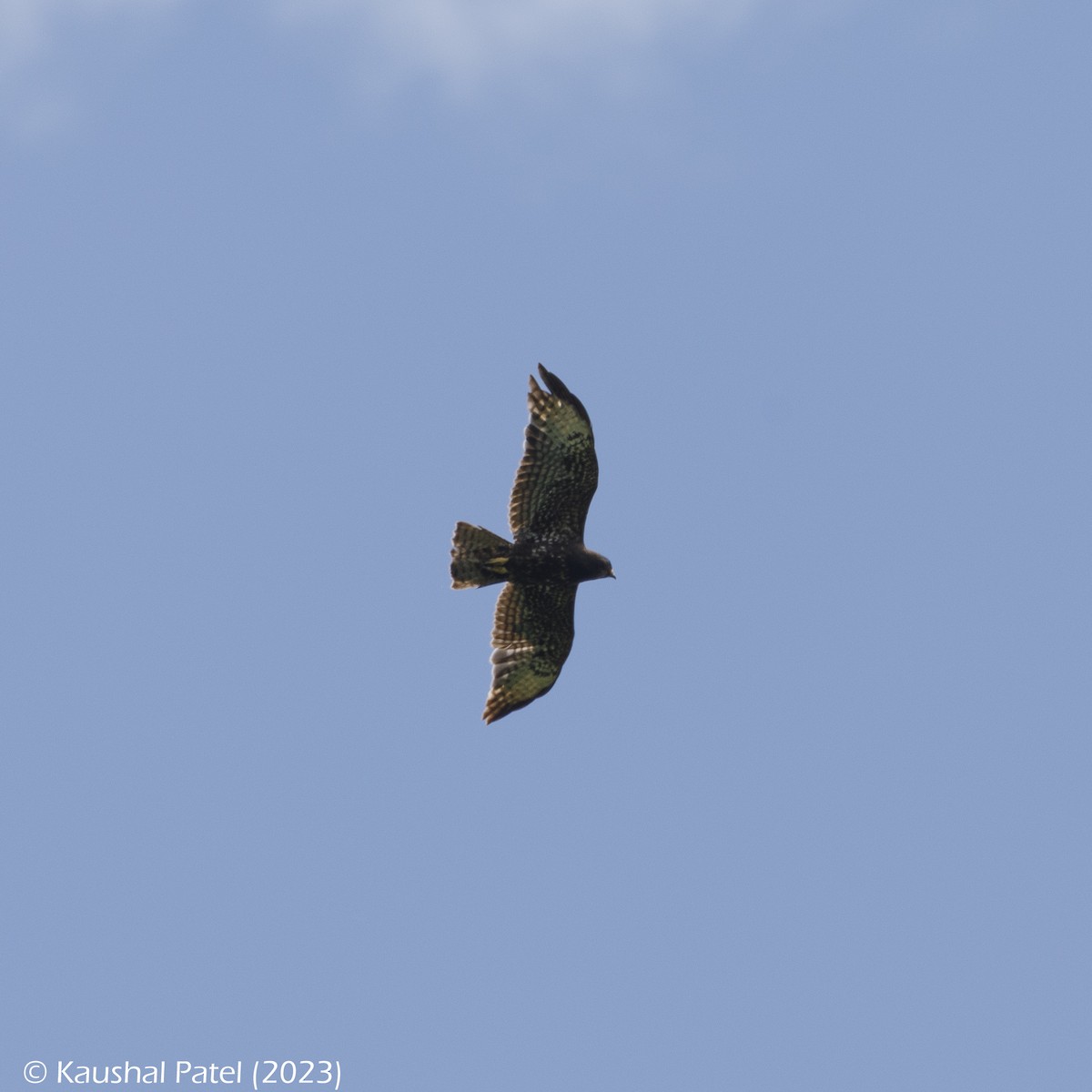 Short-tailed Hawk - ML563252811