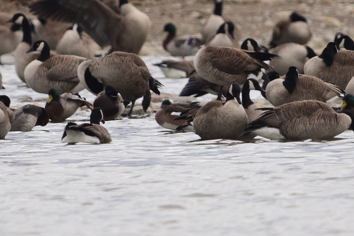 American Wigeon - ML563252921