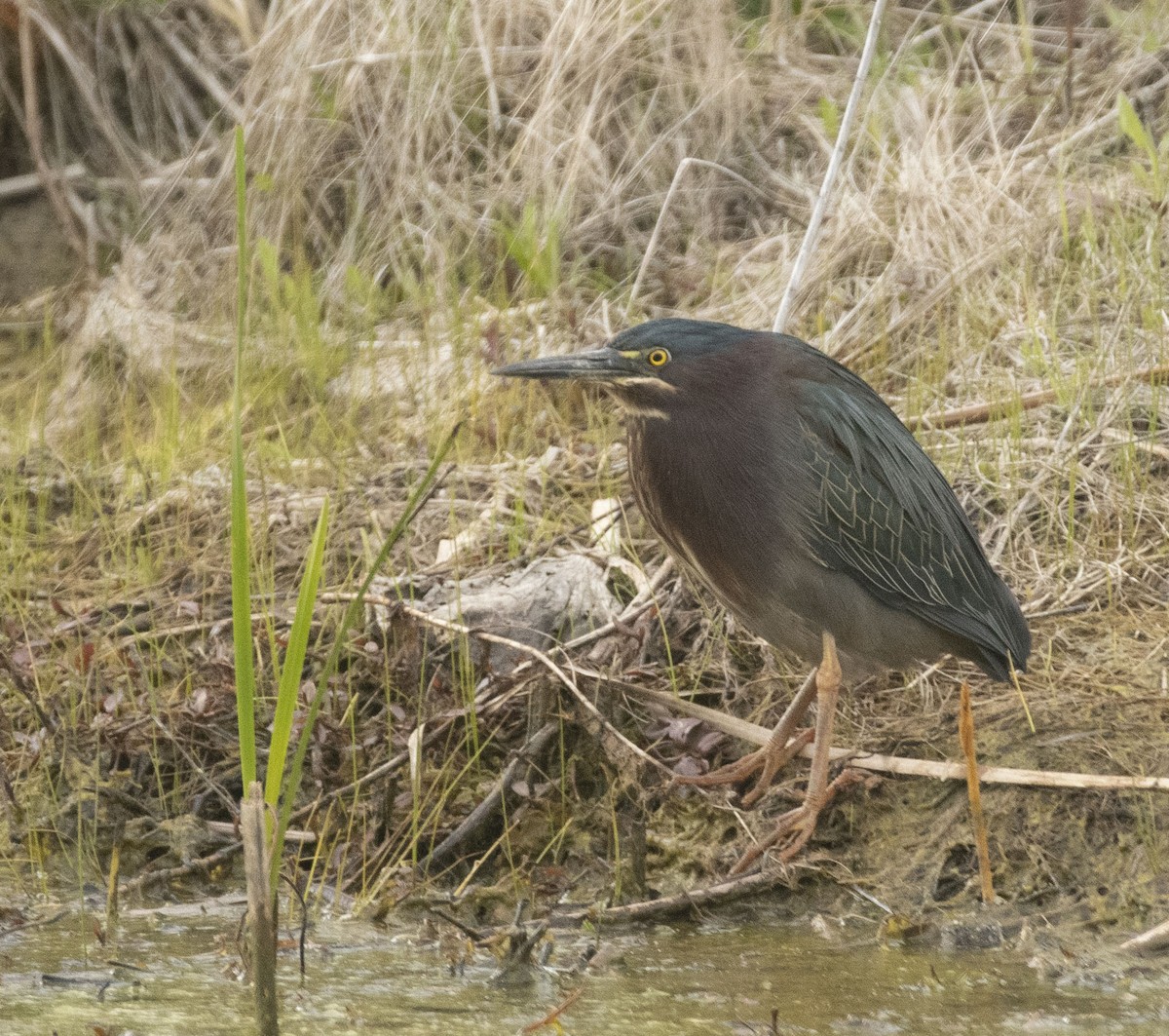 Green Heron - ML563253101