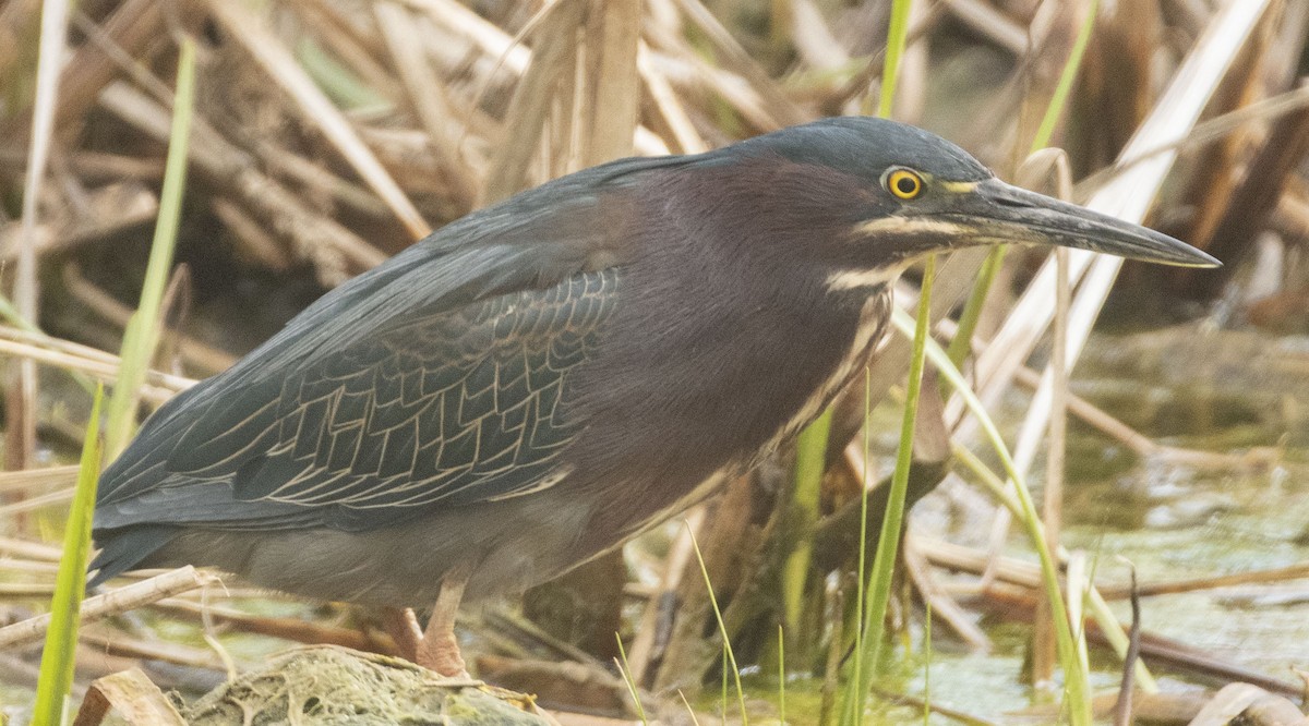 Green Heron - Mary Bente