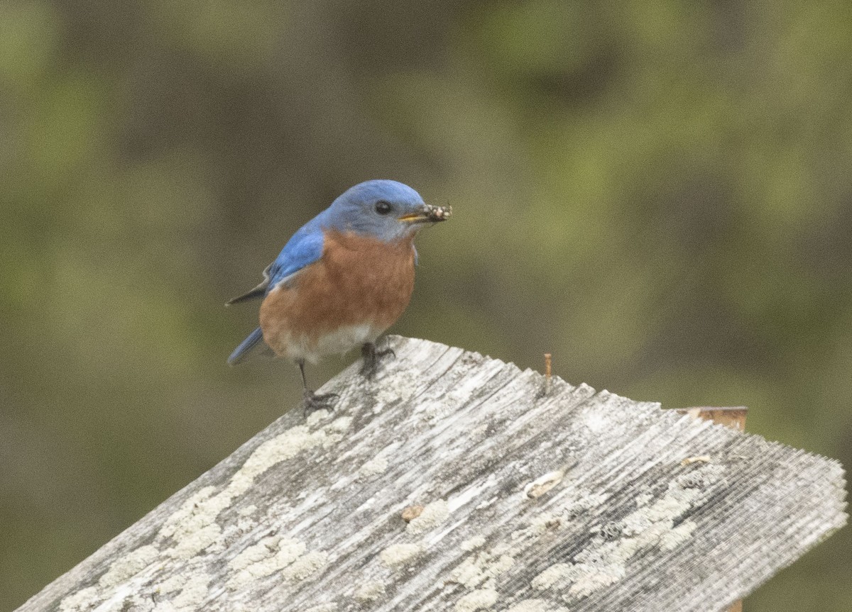 Eastern Bluebird - Mary Bente