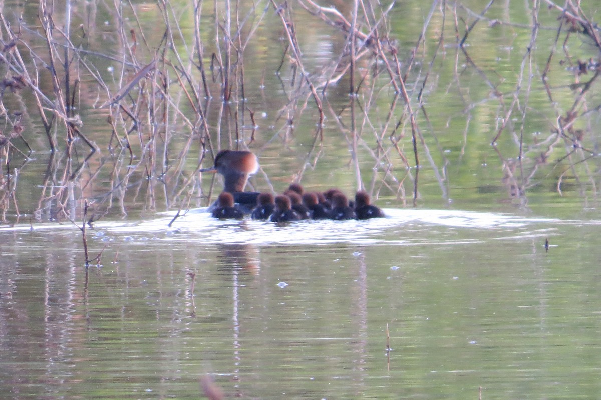 Hooded Merganser - ML56325321