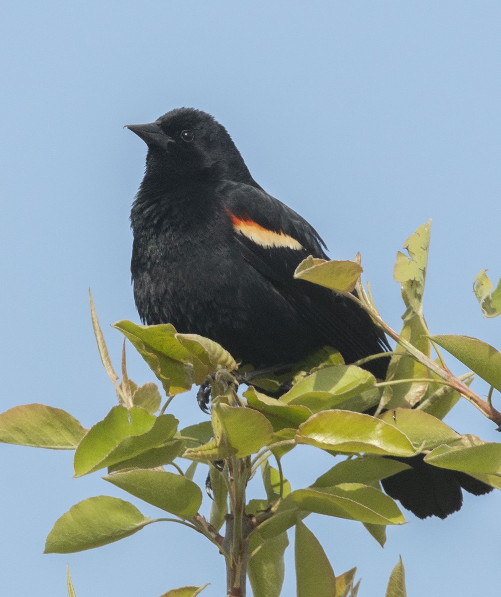 Red-winged Blackbird - Mary Bente