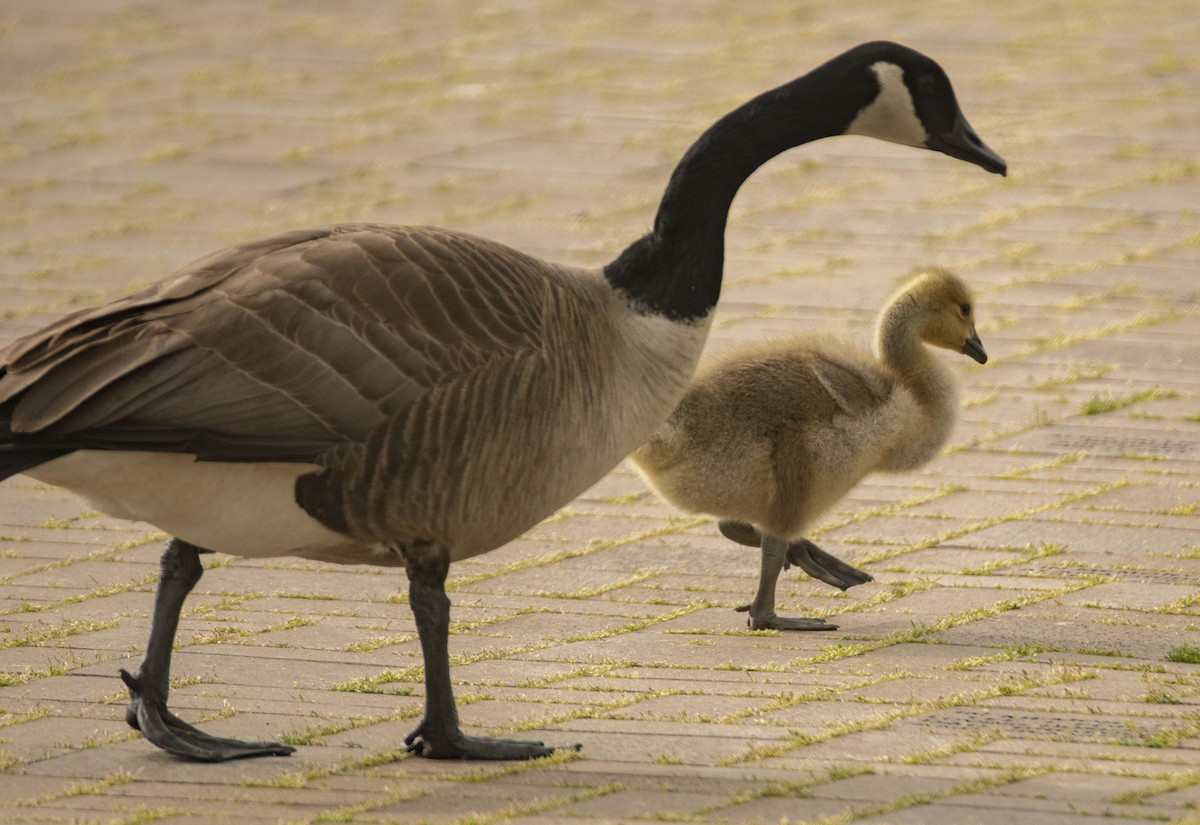 Canada Goose - Mary Bente