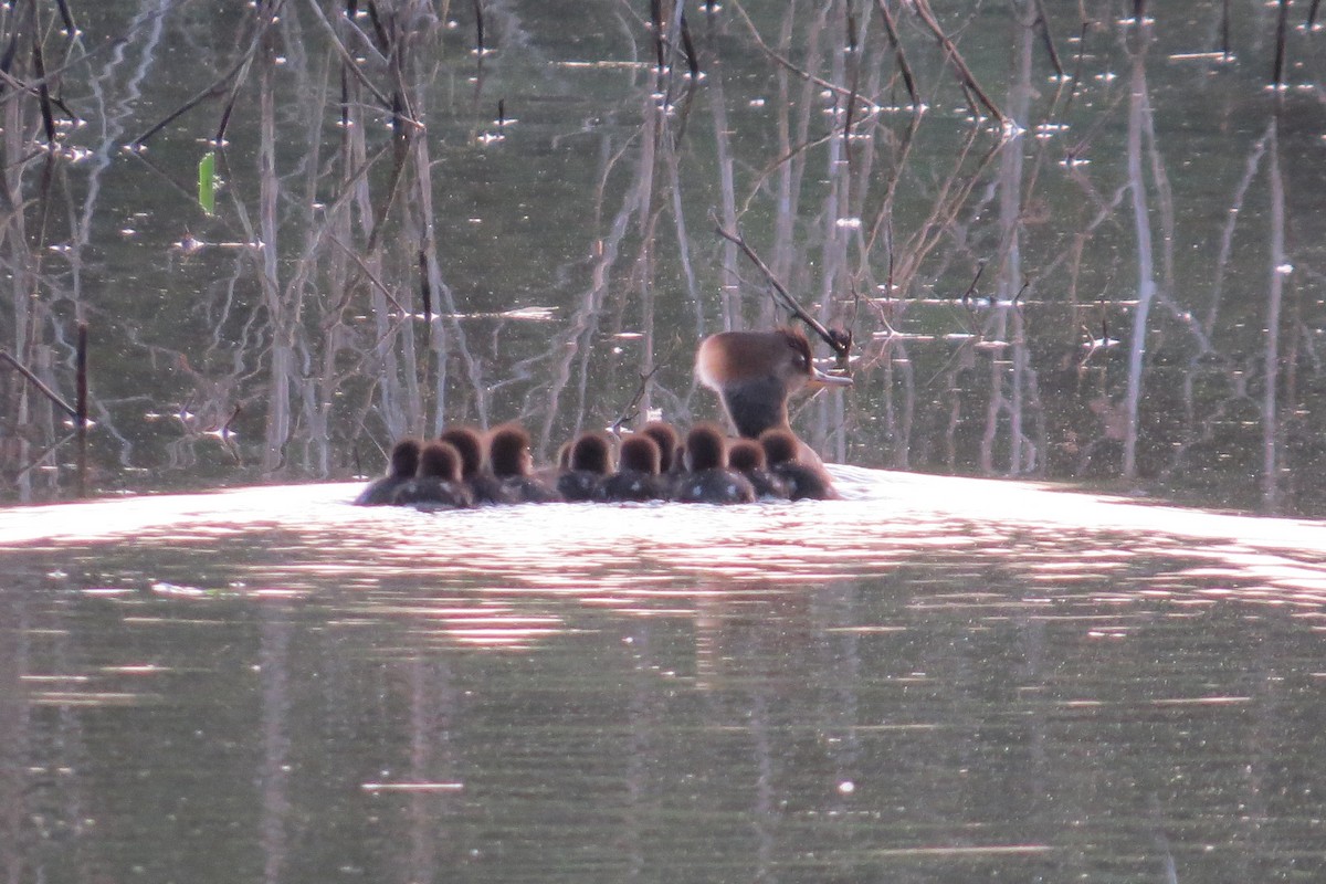 Hooded Merganser - ML56325351