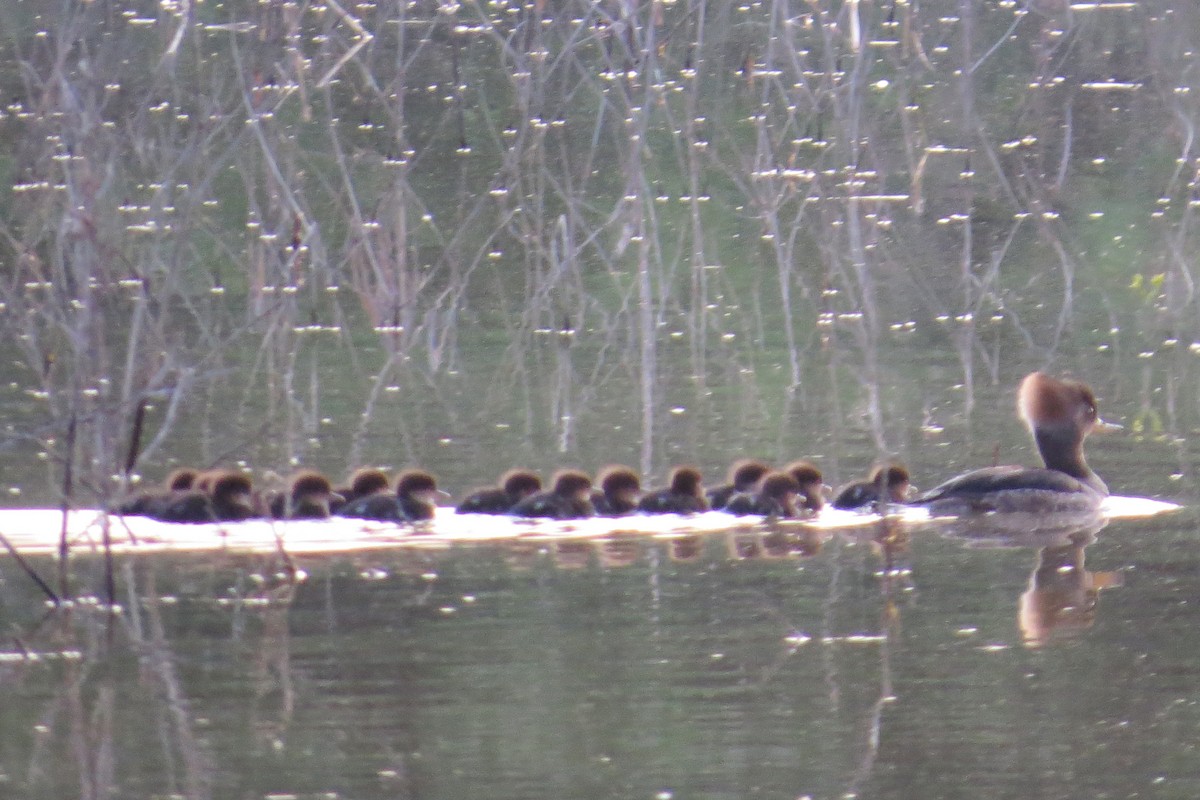 Hooded Merganser - ML56325371