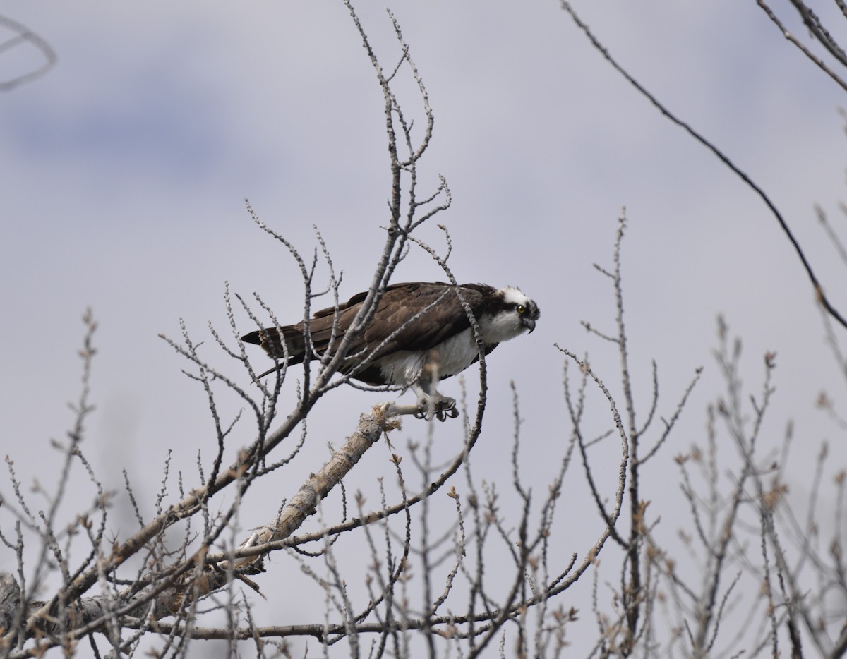 Águila Pescadora - ML563254551