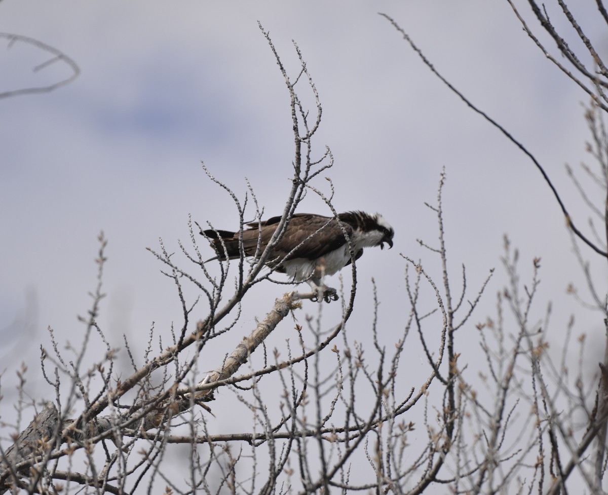 Osprey - Robert Walling