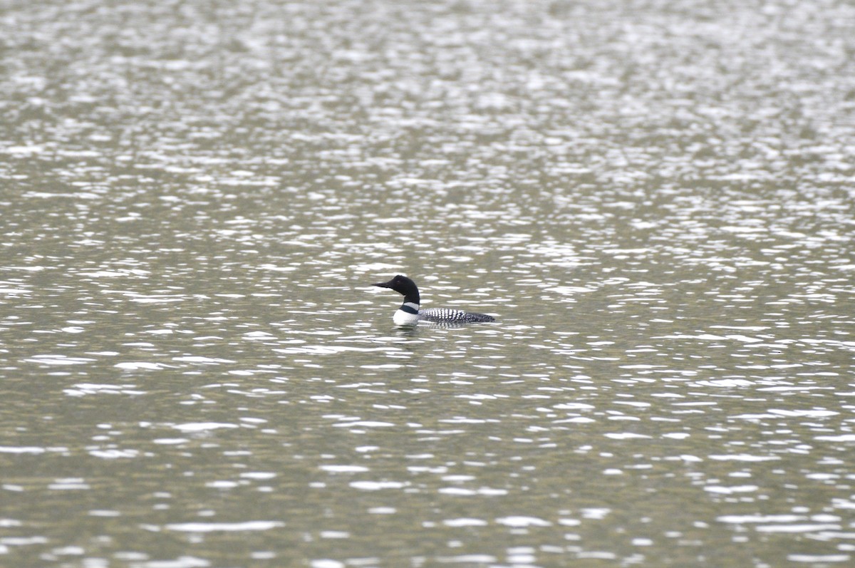 Common Loon - ML563254781