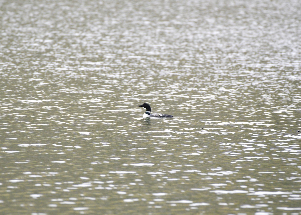 Common Loon - ML563254791