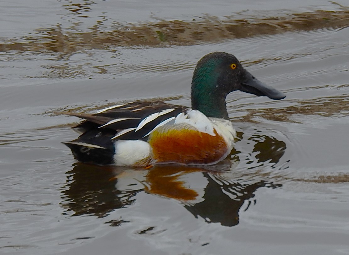 Northern Shoveler - Mike Ellery