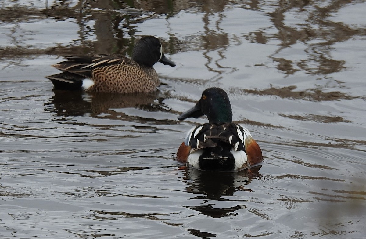 Northern Shoveler - Mike Ellery