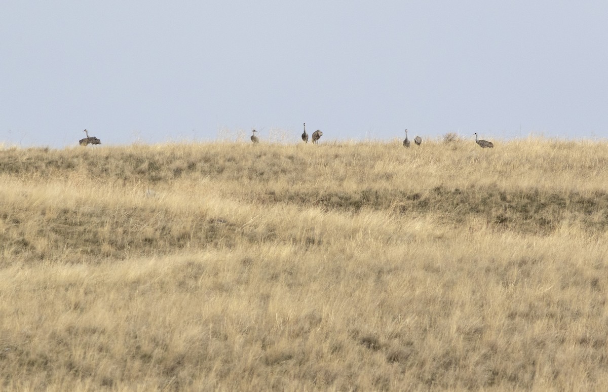 Sandhill Crane - ML563255081