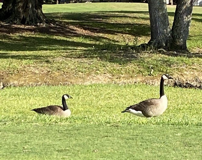 Canada Goose - Jon Rosenfeld