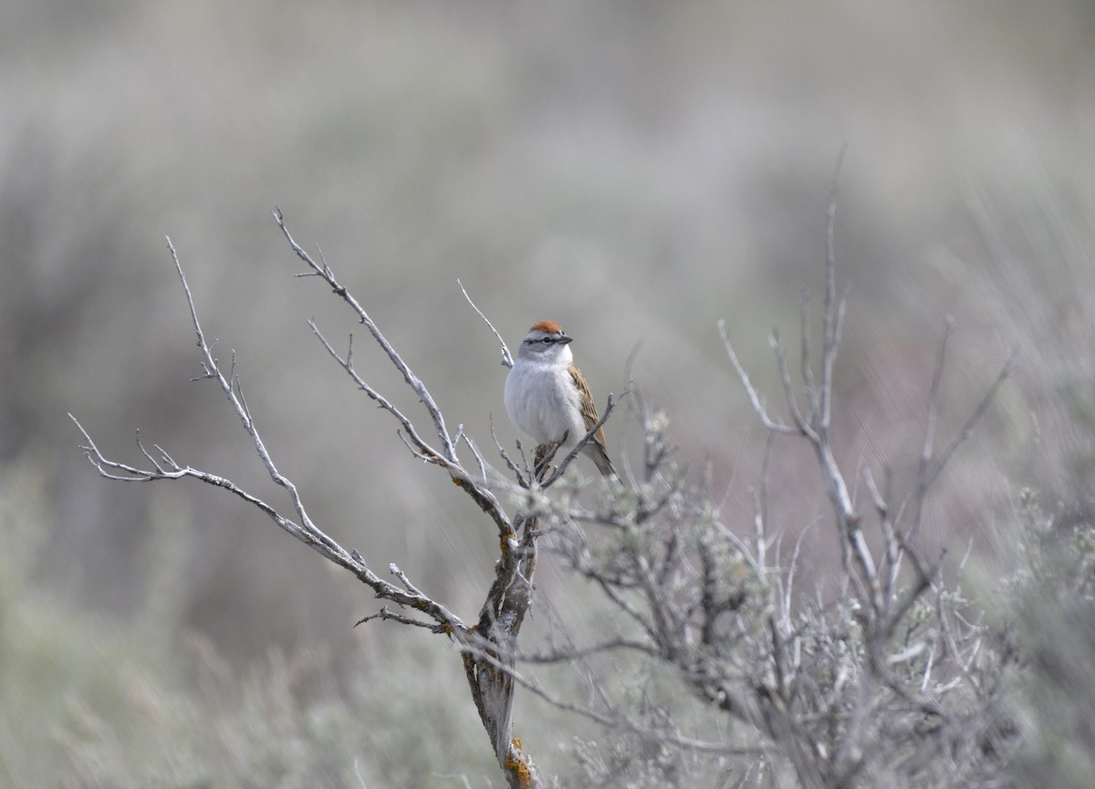 Chipping Sparrow - ML563255251