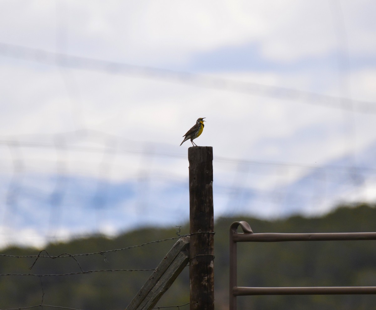 Western Meadowlark - ML563255511