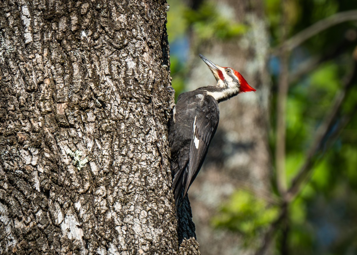 Pileated Woodpecker - ML563255891