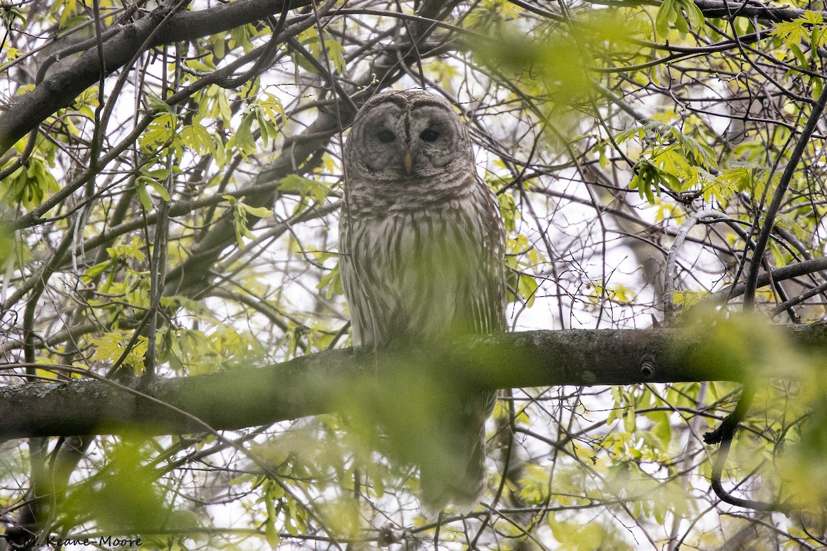 Barred Owl - ML563256281