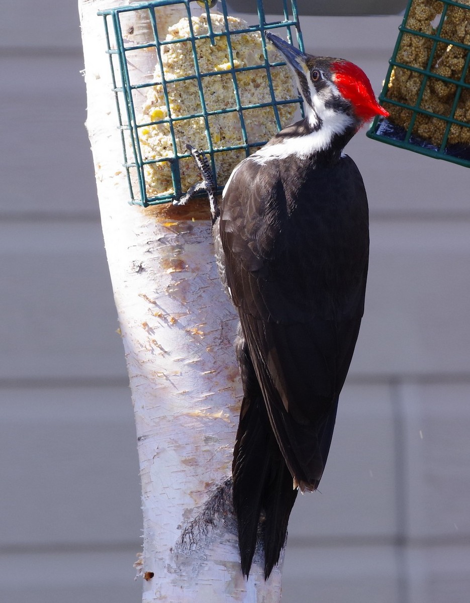 Pileated Woodpecker - ML563256451