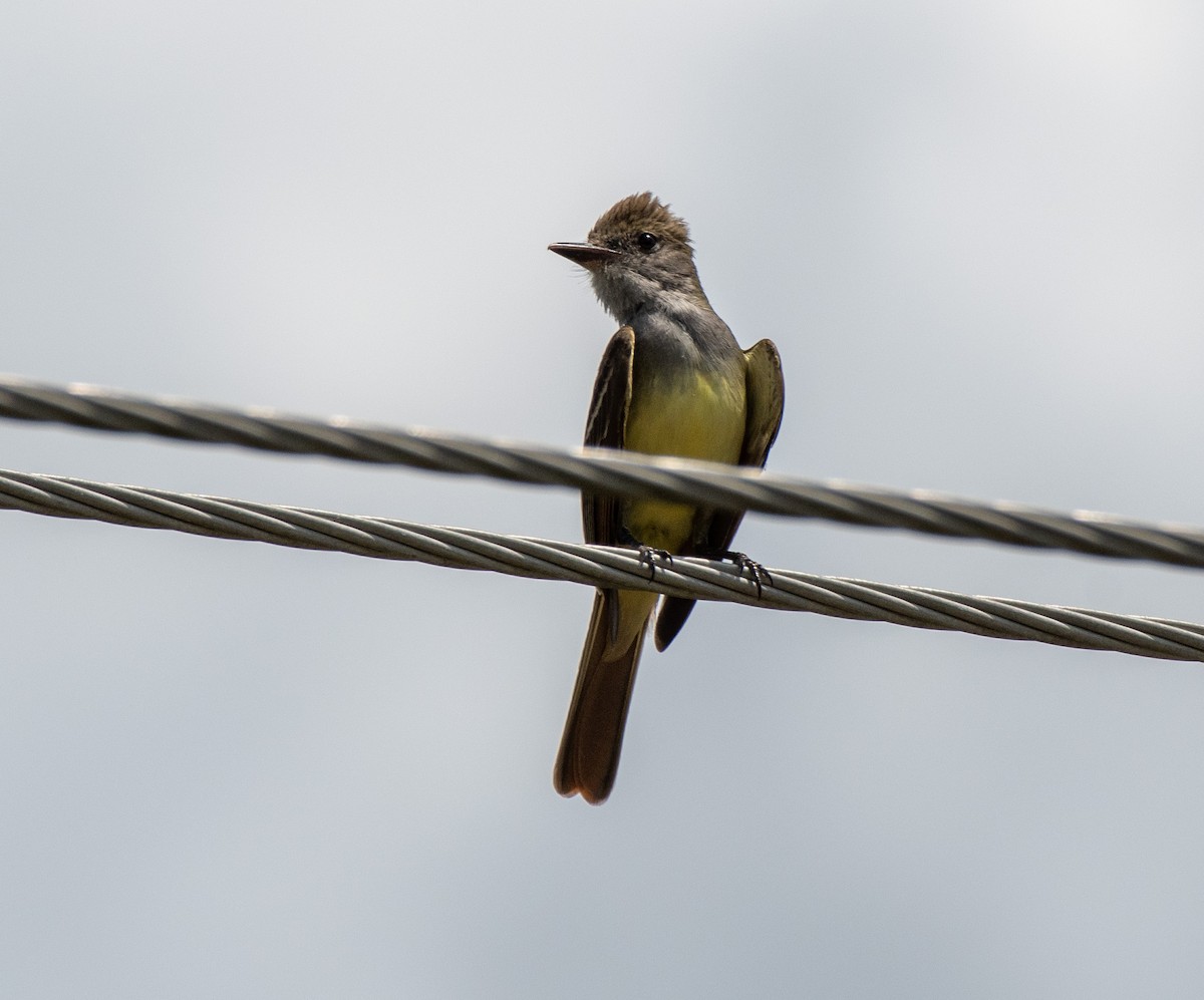 Great Crested Flycatcher - ML563258331