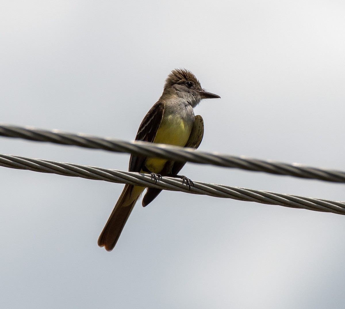 Great Crested Flycatcher - ML563258341