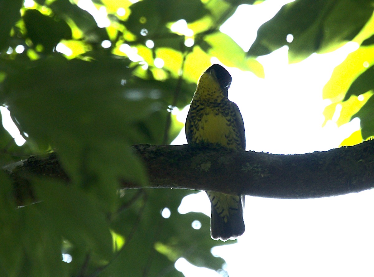 Brazilian Laniisoma - Patrícia Hanate