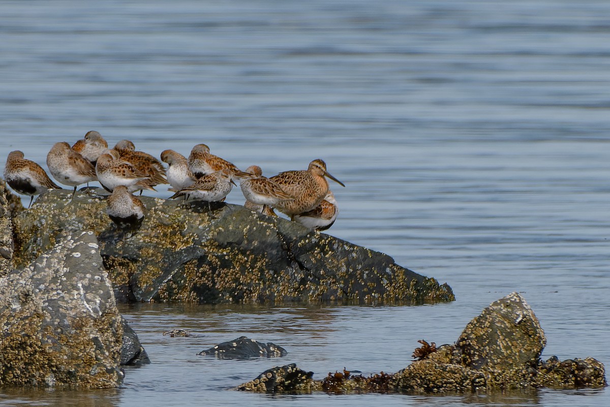 Short-billed Dowitcher - ML563260071