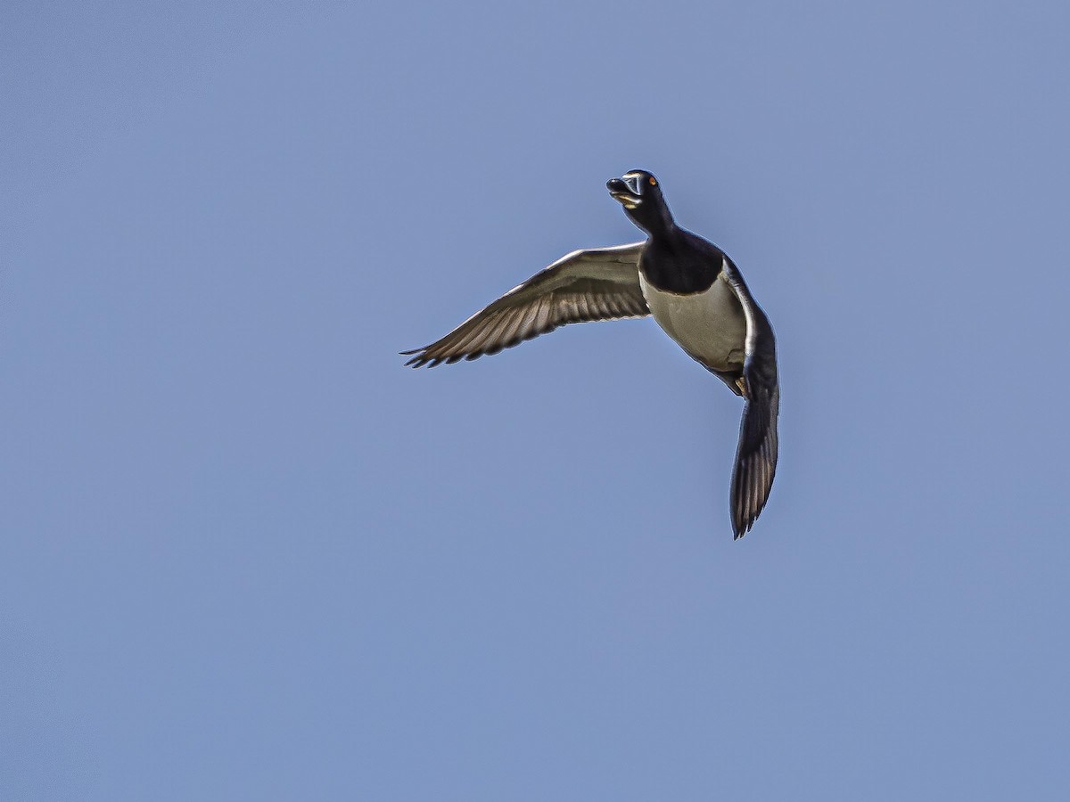 Ring-necked Duck - Jim Linker