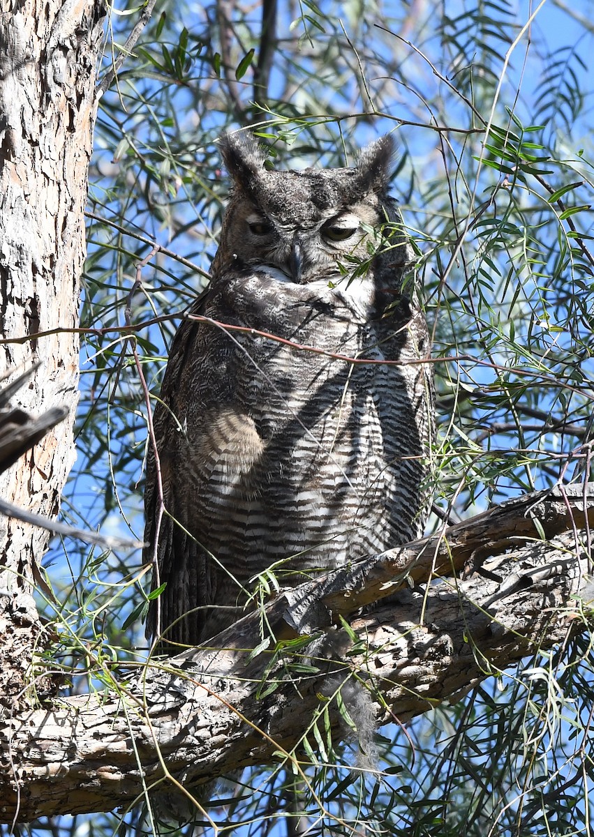Great Horned Owl - ML563262711