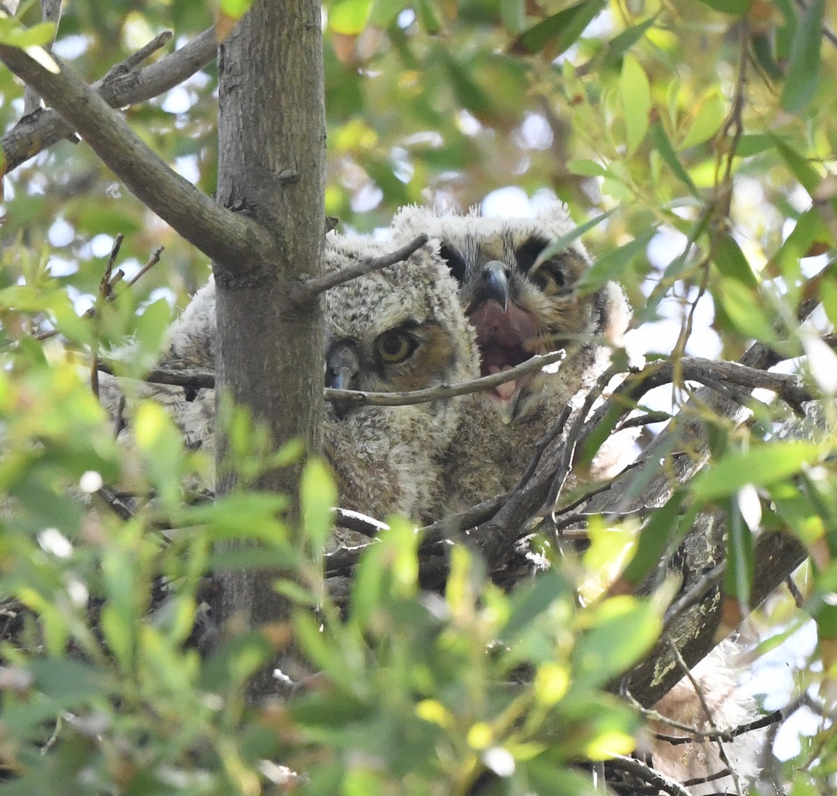 Great Horned Owl - ML563262721
