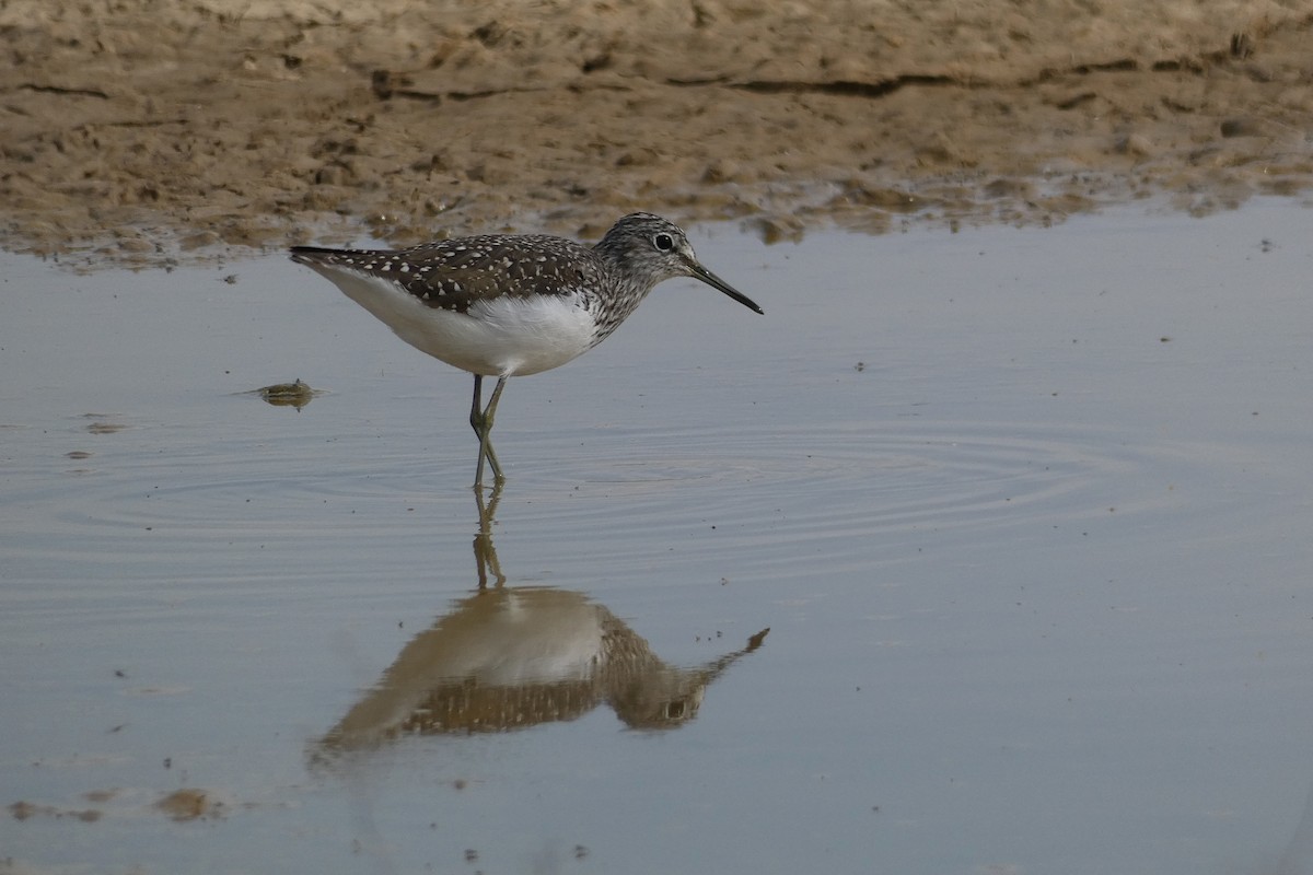 Green Sandpiper - Xabier Remirez