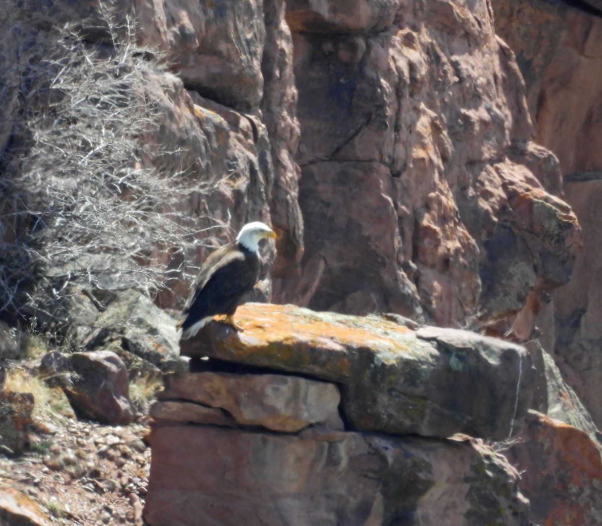 Bald Eagle - Tresa Moulton