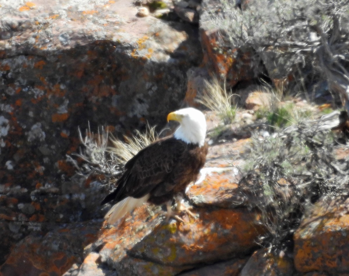 Bald Eagle - Tresa Moulton