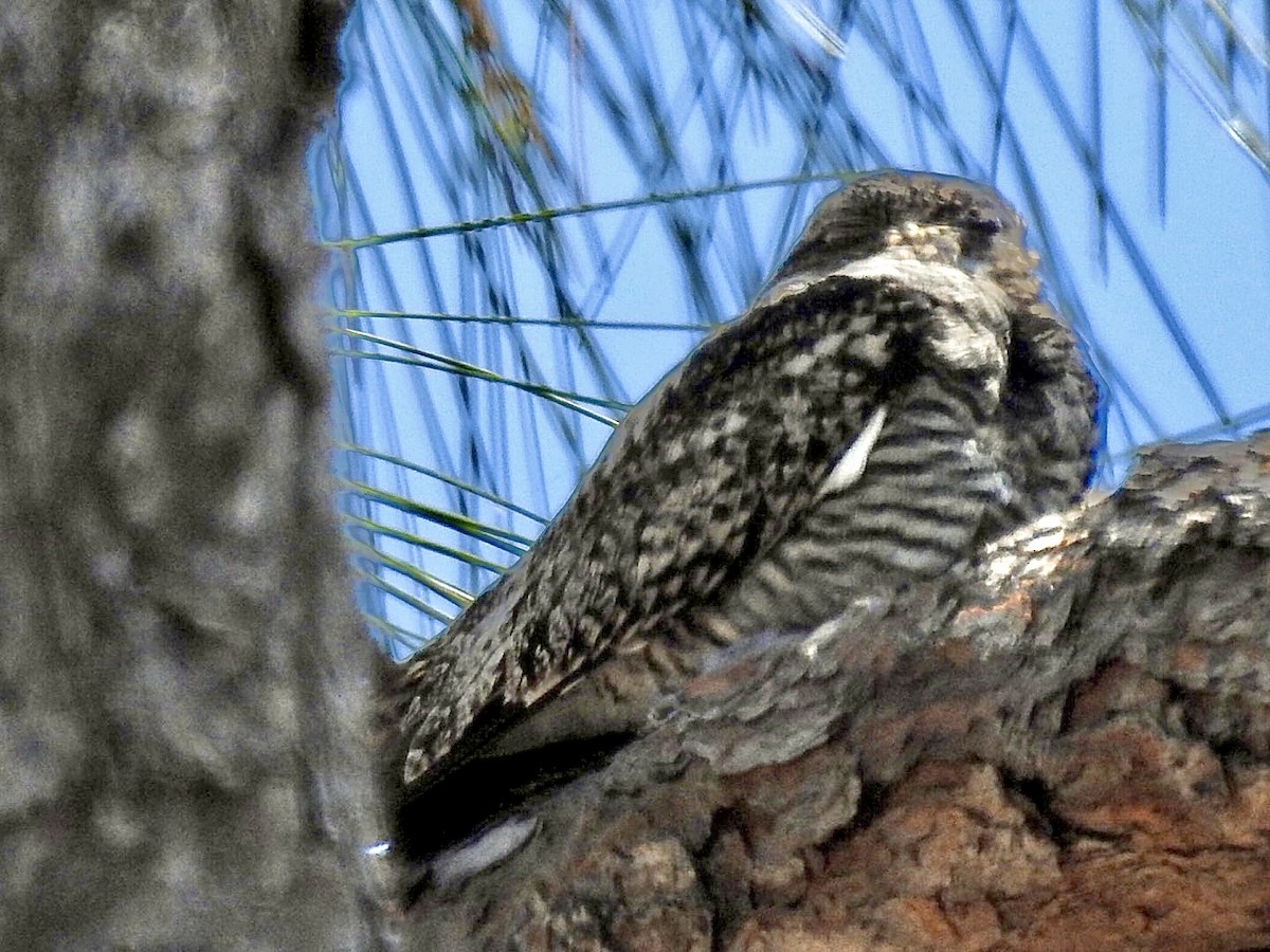 Common Nighthawk - ML563263811