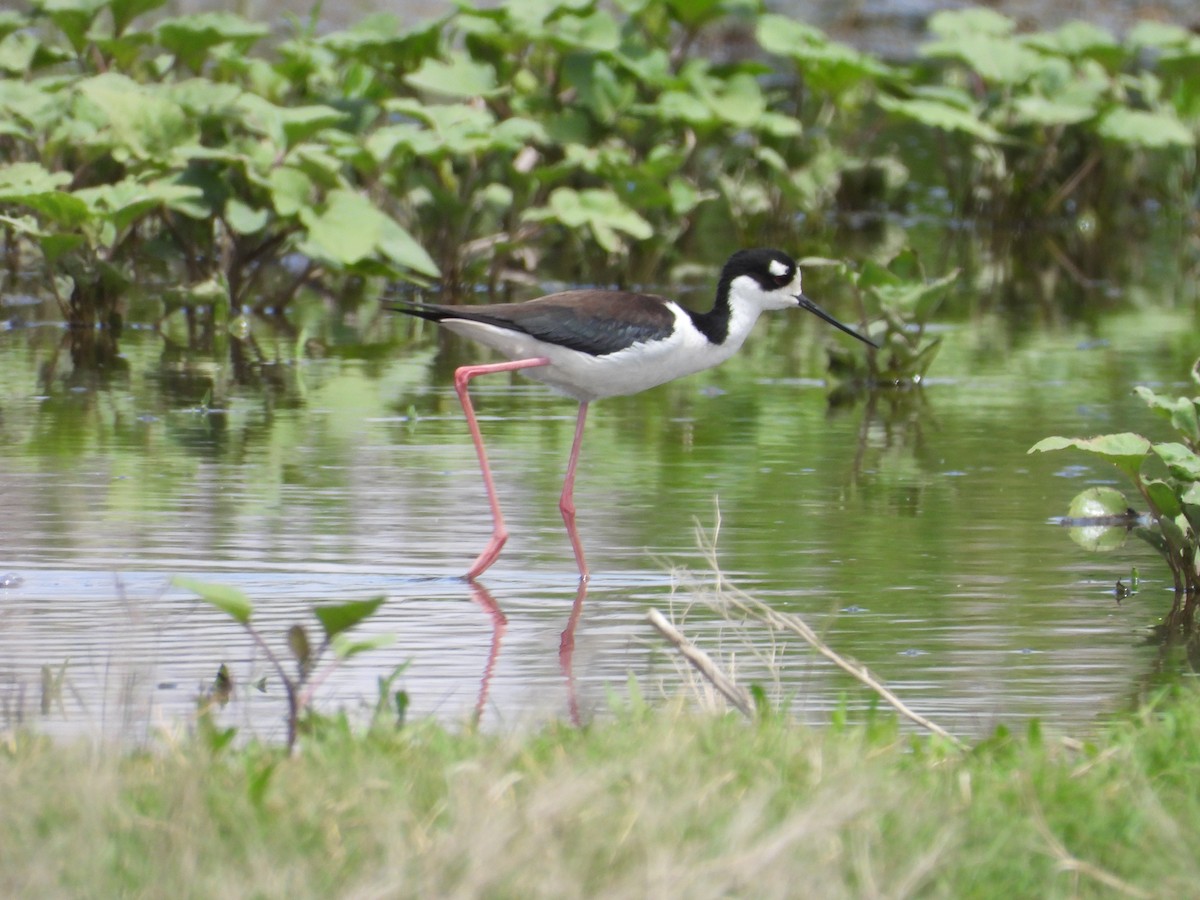 Black-necked Stilt - ML563263951