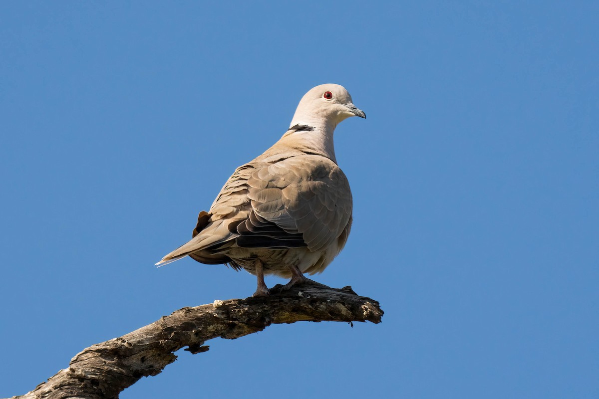 Eurasian Collared-Dove - ML563265511